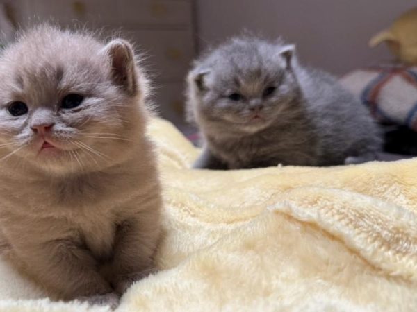 Gatos British shorthair en Vizcaya