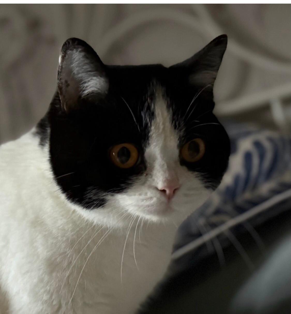 Gatos British shorthair en Vizcaya