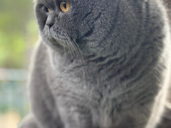 Gatos British shorthair en Vizcaya