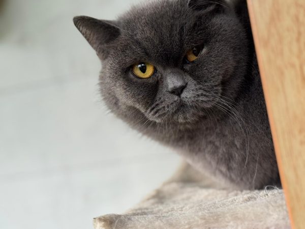Gatos British shorthair en Vizcaya