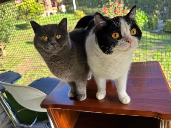 Gatos British shorthair en Vizcaya