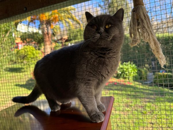Gatos British shorthair en Vizcaya