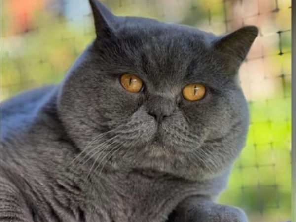 Gatos British shorthair en Vizcaya